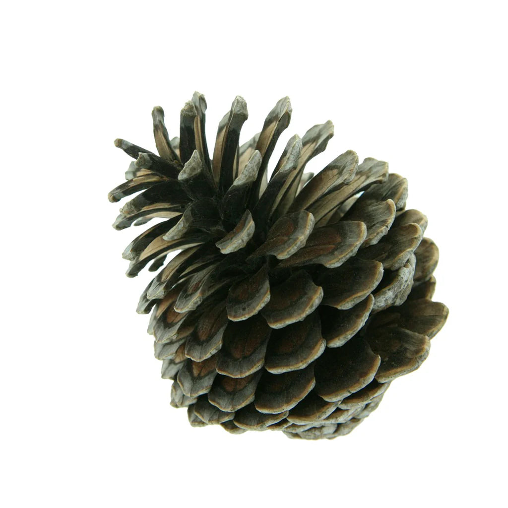 Bolsa de piñas chicas 6 pzas café