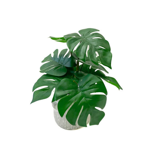Miniplanta decorativa monstera 35 cm