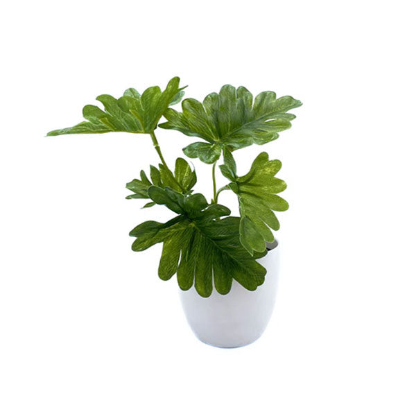 Mini planta decorativa philodendron 15 cm