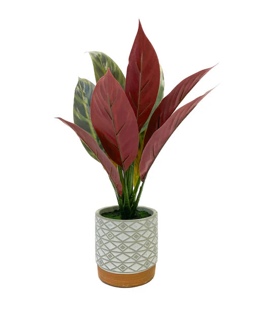 Miniplanta maranta 39 cm