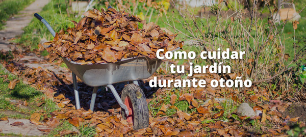 Como cuidar tu jardín durante otoño