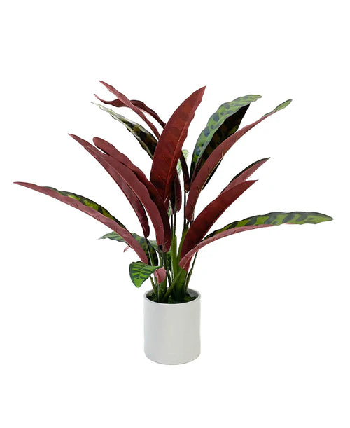 Planta artificial chica calathea lancifolia 55 cm