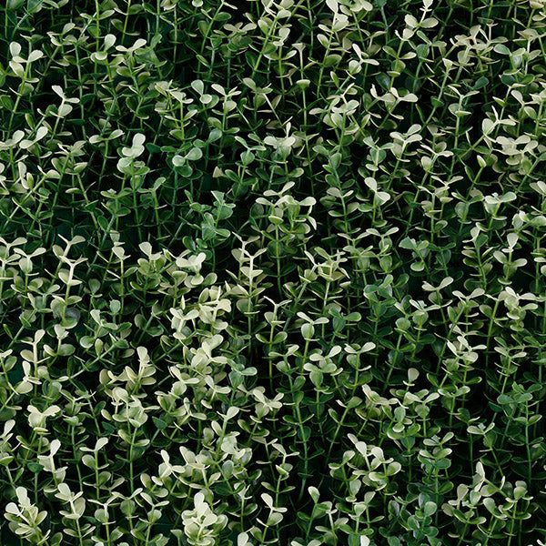Muro verde White Boxus (T20-GA006-00003)
